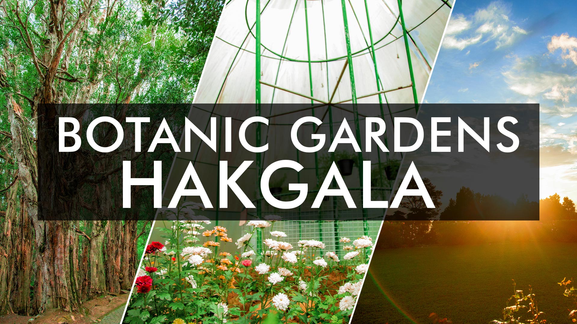 hakgala botanical garden essay grade 8
